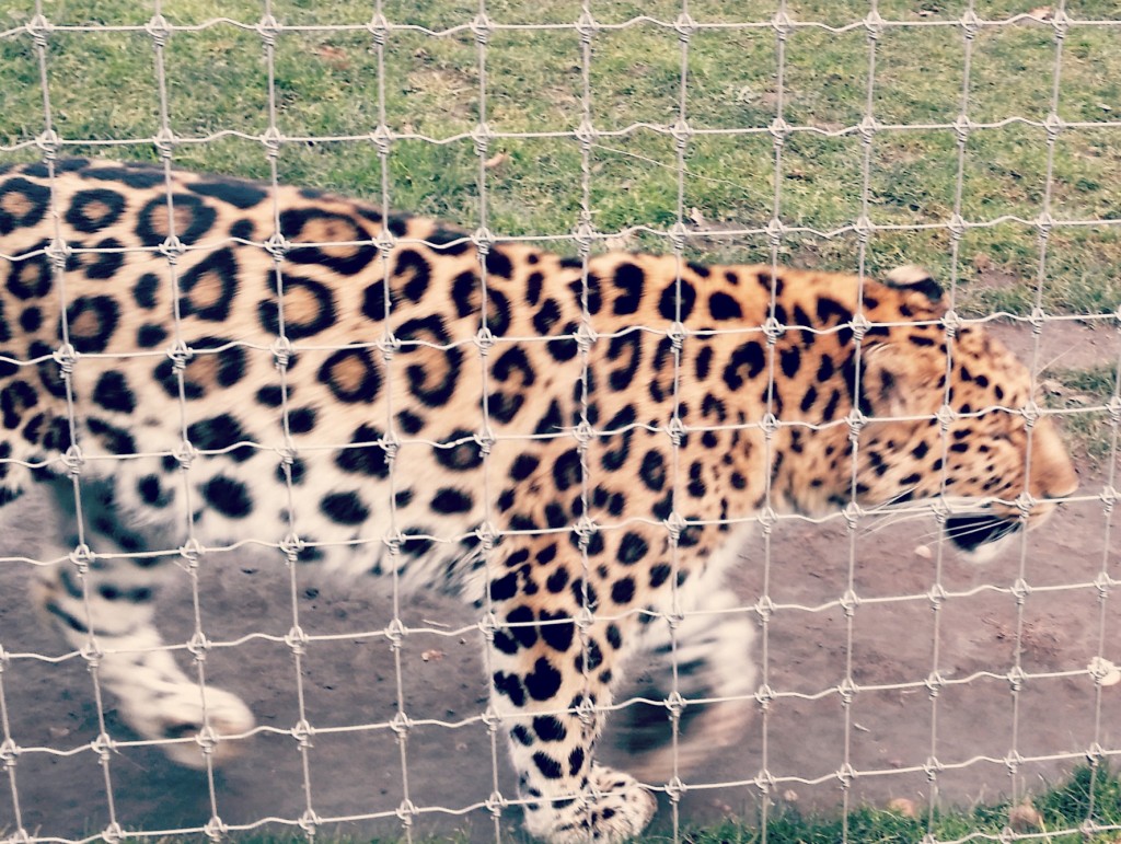 leopard yorkshire wildlife park