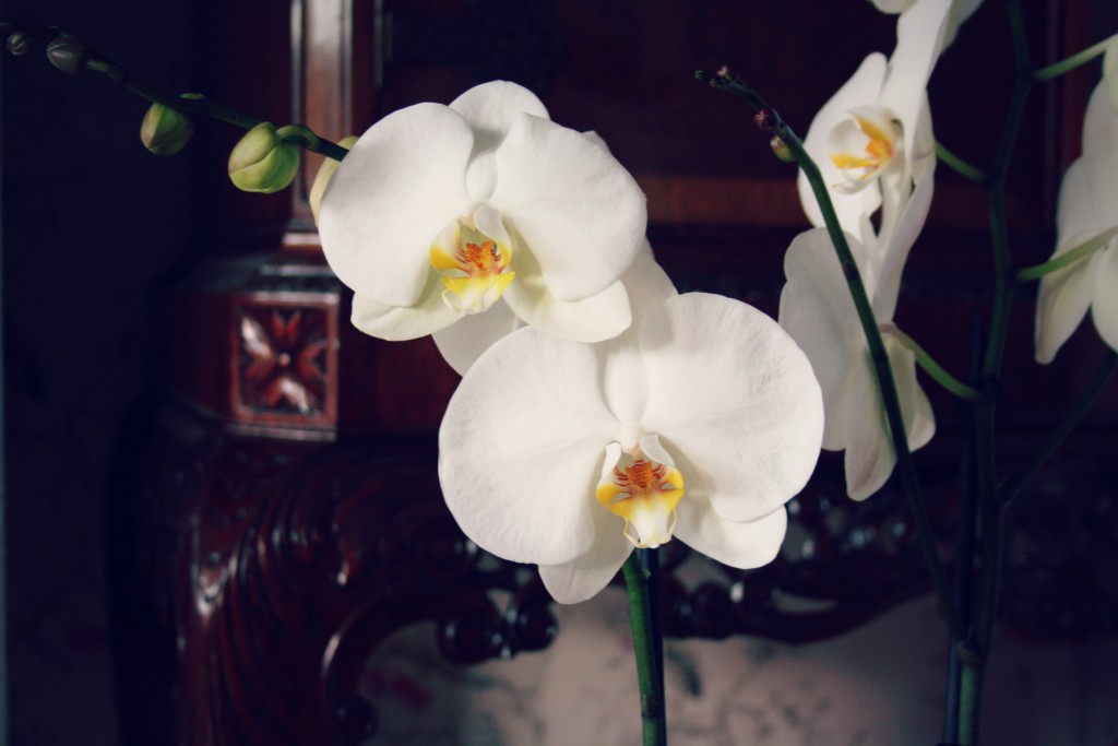 Orchid plant