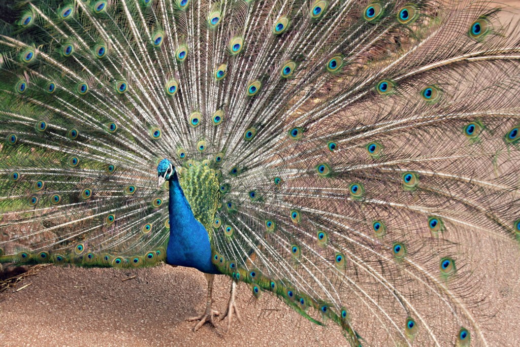 peacock open