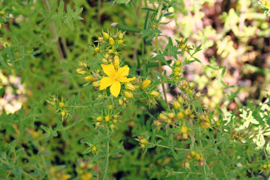 yellow flower Weleda